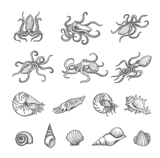 Octopus, cuttlefish and seashell sketches of shellfish and mollusk vector design. Vintage sea animal and shell, marine snail, clam, conch and scallop isolated hand drawn sketches, ancient map elements - Vektör, Görsel