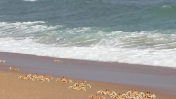 海の波のカニ。走ったり、あちこちで遊んでいます。その威厳を明らかにする - 映像、動画