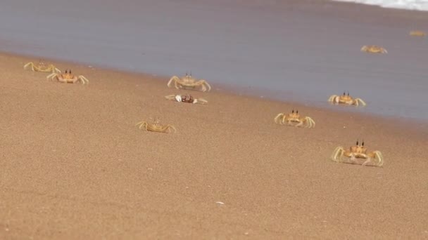 Краби в прекрасному пляжному піску. І краби бігають і грають в океанічній хвилі
. - Кадри, відео