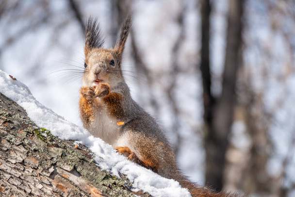 The squirrel with nut sits on tree in the winter or late autumn. Eurasian red squirrel, Sciurus vulgaris. - Фото, изображение