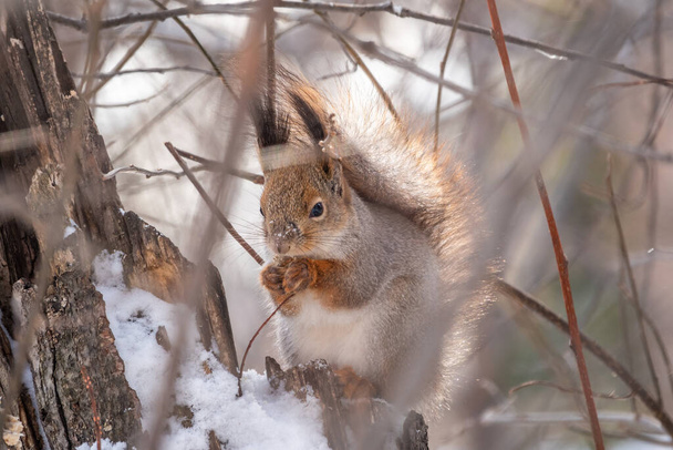 The squirrel with nut sits on tree in the winter or late autumn. Eurasian red squirrel, Sciurus vulgaris. - 写真・画像