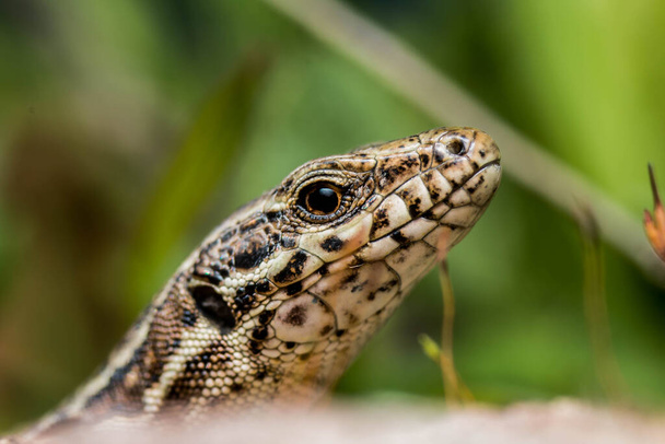 close up of a lizard in the terrarium - Foto, imagen