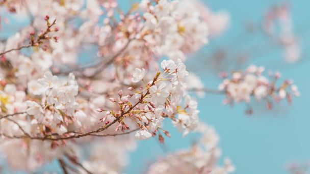 beautiful blooming cherry tree in spring - Fotó, kép