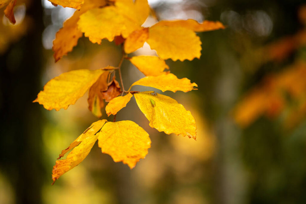 autumn leaves in the forest - Φωτογραφία, εικόνα