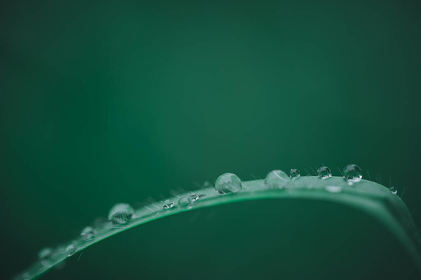 Love the environment Water droplets on leaves - Foto, Bild