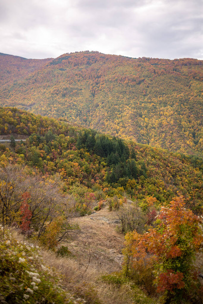 jesienny krajobraz z kolorowymi drzewami i lasem - Zdjęcie, obraz