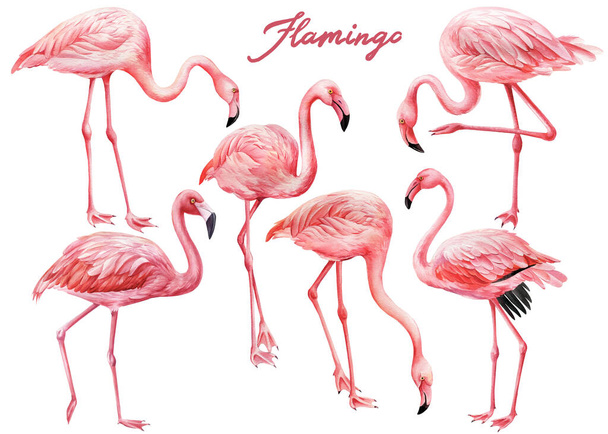 Set van verschillende flamingo 's vogels op witte achtergrond. Waterkleur roze flamingo - Foto, afbeelding