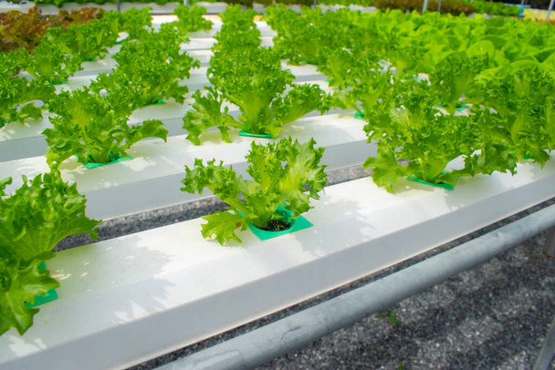 Hydroponic system plantation. Fresh green vegetable food for health. - Foto, Bild