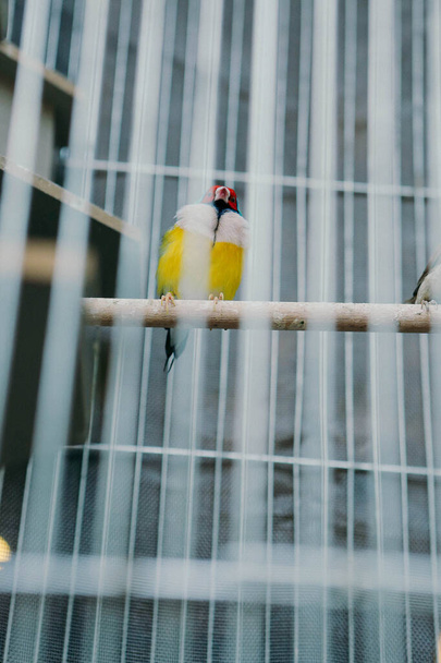 pássaro colorido na gaiola - Foto, Imagem