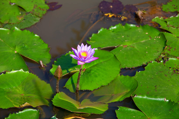 White lilly in green summer pond - Foto, Imagen