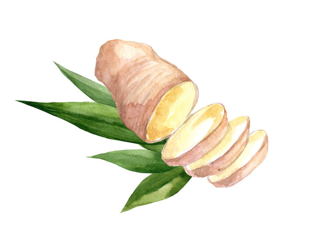 Elle çizilmiş zencefil ve Horseradish suluboya kroki. Gösterim amacıyla gıda tasarım. - Fotoğraf, Görsel