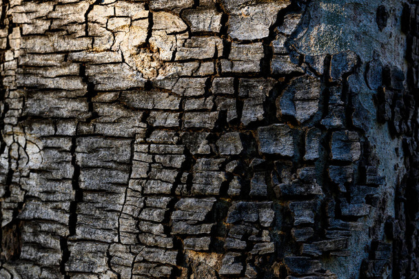 The trunk of a large tree with the cracked bark is naturally beautiful, the sunlight creates a beautiful dimension and color, a close-up of the cracked tree to use as a background image. - Fotografie, Obrázek