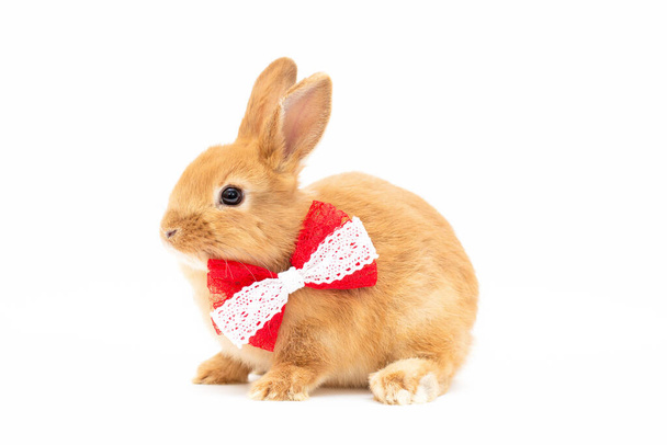 brown baby rabbit with a red bow on white background - Foto, imagen