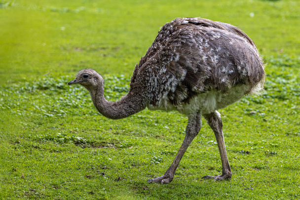 Darwin's rhea, Rhea pennata also known as the lesser rhea. It is a large flightless bird, but the smaller of the two extant species of rheas. - Foto, Imagen