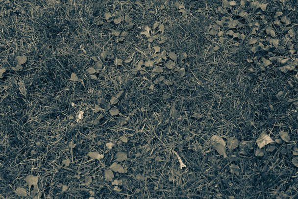 gazon artificiel vert fond naturel - Photo, image