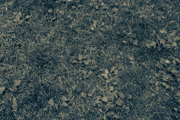 gazon artificiel vert fond naturel - Photo, image