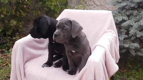 Two cute puppies Cane Corso, gray and black, sit in a chair on a pink bedspread in the garden - Filmati, video