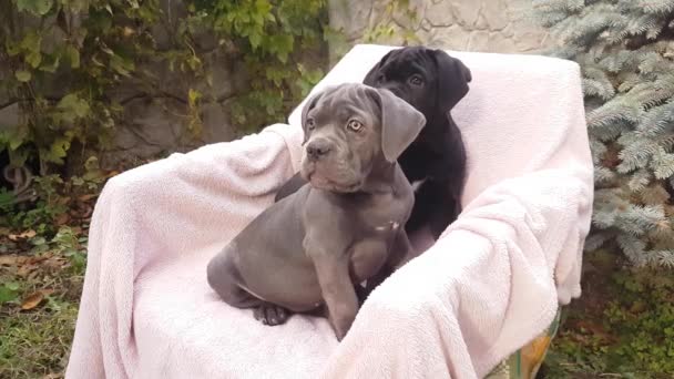 Gri ve siyah renkli iki sevimli yavru Cane Corso, bahçede pembe bir yatak örtüsünün üzerinde oturuyor. - Video, Çekim