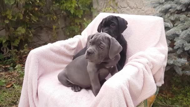 Due simpatici cuccioli Cane Corso, grigio e nero, seduti su una sedia su un copriletto rosa in giardino - Filmati, video