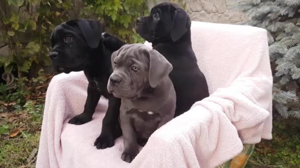 Trois chiots mignons Cane Corso, gris et deux noirs, assis dans une chaise sur un couvre-lit rose dans le jardin - Séquence, vidéo
