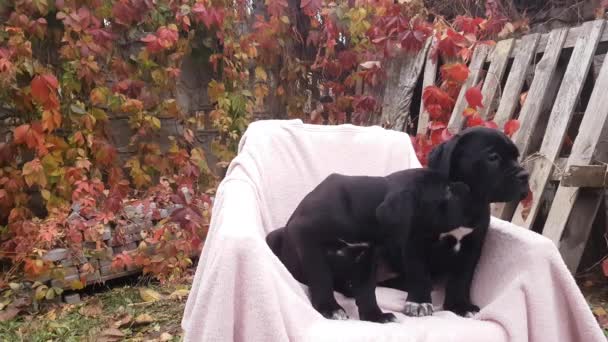 Two cute  black  puppies Cane Corso sit in a chair on a pink bedspread in the garden - Filmati, video