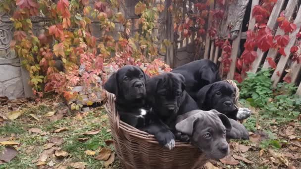 Cinco lindos cachorros Cane Corso - gris y cuatro negros se sientan en una canasta de mimbre en el jardín sobre el fondo de uvas silvestres multicolores - Metraje, vídeo