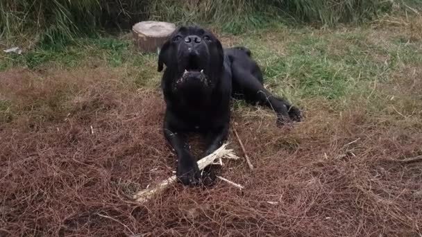 Un enorme macho negro Cane Corso yace en la hierba con un palo roído y ladra - Metraje, vídeo