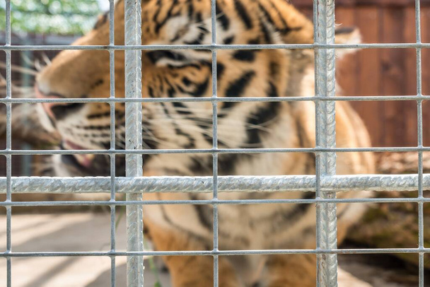 Tiger in a cage in a ZOO behind bars - Photo, Image