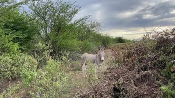 Donkey standing between tropical bushes, waging the tail and moving its ears. - Filmmaterial, Video
