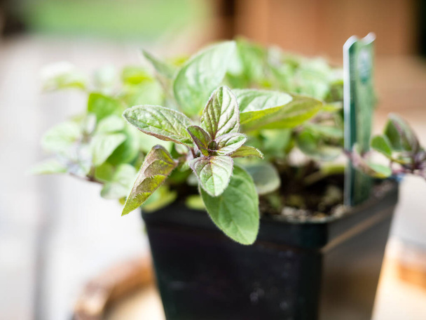 Close up shot of oregano plant in plastic pot ready to be planted in the garden - Foto, imagen