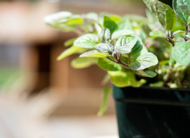 Close up shot of oregano plant in plastic pot ready to be planted in the garden - Foto, Imagen