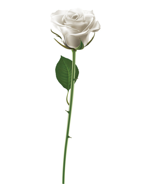 ベクトル イラスト白で隔離される白いバラ - ベクター画像