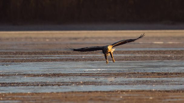 White-tailed eagle flying over the lake - Valokuva, kuva