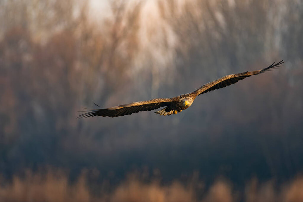 White-tailed eagle flying over the lake - Foto, immagini