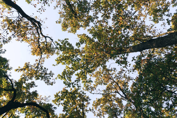 Осенний лес фон. Яркое цветное дерево, красно-оранжевая листва в осеннем парке. Изменение природы Желтые листья в октябре сезон Солнечный день погода, яркий свет баннер рамка - Фото, изображение