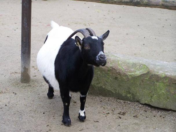 goat in the Dortmund Zoo, Germany - Фото, изображение