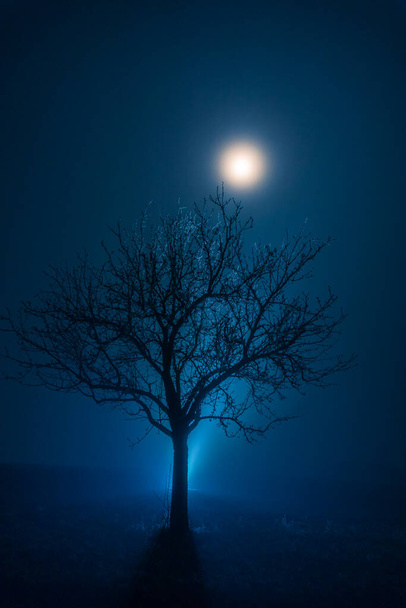Winter tree in magical blue atmosphere with fog an moon shine - Foto, immagini