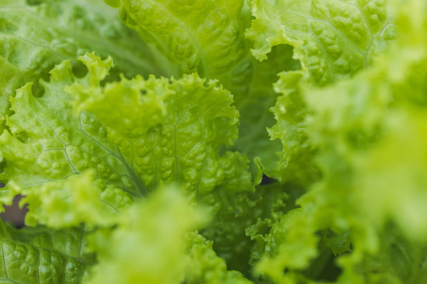 Macro of close-up foto van plantaardige groene salades achtergrond. - Foto, afbeelding