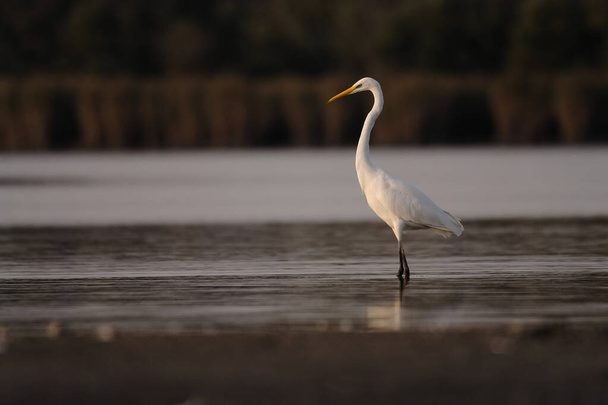 μεγάλο egret στο νερό - Φωτογραφία, εικόνα