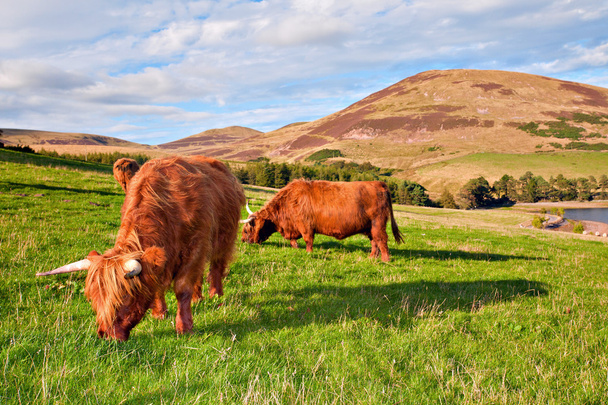 Highland корова angus
 - Фото, зображення