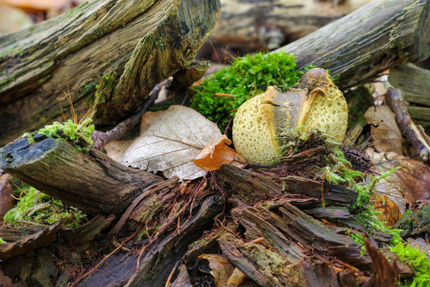 Sclérodermie ou boule de terre dans la forêt d'automne
 - Photo, image