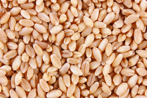 Grains of wheat close-up - Fotografie, Obrázek