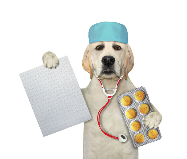 A dog labrador doctor in a medical hat with a stethoscope holds a blank notepad and a pill packaging. White background. Isolated. - Foto, Bild