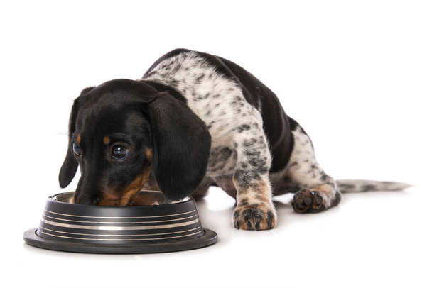 Miniature piebald dachshund with a water bowl - Photo, image