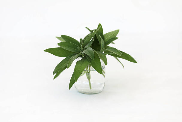 Salvia officinalis. Bunch of sage leaves in a glass isolated on white background.  - 写真・画像