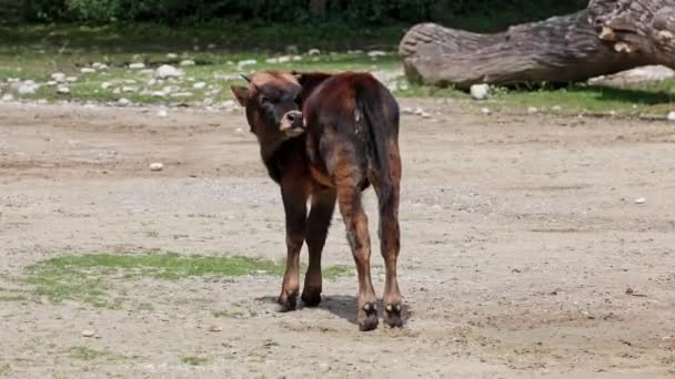 Baby Aurochs, Heck cattle, Bos primigenius taurus, claimed to resemble the extinct aurochs. Domestic highland cattle seen in a German park - Footage, Video