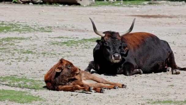 Baby Aurochs, Heck cattle, Bos primigenius taurus, claimed to resemble the extinct aurochs. Domestic highland cattle seen in a German park - Footage, Video