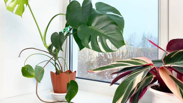 Stromanthe and Monstera indoor flowers with striped red and green leaves on windowsill at winter, snow outside. Home gardening - Photo, image
