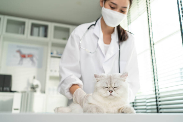 Asijský veterinární lékař vyšetřit kočku během jmenování na veterinární klinice. Profesionální veterinář žena stojí na vyšetřovacím stole se stetoskopem práce a zkontrolovat malé zvířátko koťátko v domácí nemocnici - Fotografie, Obrázek