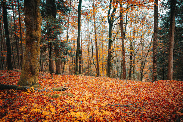 A beautiful scenery of autumn nature with fallen and orange foliage in the forest of Bavaria - Φωτογραφία, εικόνα